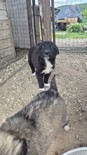 MOON, Hund, Mischlingshund in Bulgarien - Bild 1