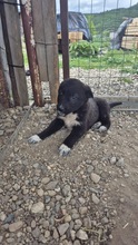 MOON, Hund, Mischlingshund in Bulgarien - Bild 2