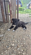 MOON, Hund, Mischlingshund in Bulgarien - Bild 3