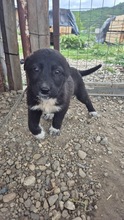 MOON, Hund, Mischlingshund in Bulgarien - Bild 4