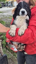 KODY, Hund, Mischlingshund in Bulgarien - Bild 1