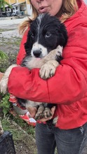 KODY, Hund, Mischlingshund in Bulgarien - Bild 2