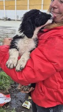KODY, Hund, Mischlingshund in Bulgarien - Bild 3