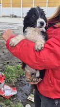 KODY, Hund, Mischlingshund in Bulgarien - Bild 4