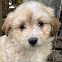 SAMMY, Hund, Mischlingshund in Belgien - Bild 1