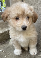 SAMMY, Hund, Mischlingshund in Belgien - Bild 11