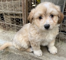 SAMMY, Hund, Mischlingshund in Belgien - Bild 12