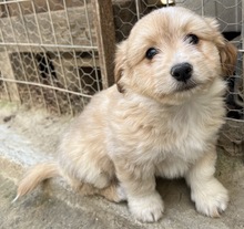 SAMMY, Hund, Mischlingshund in Belgien - Bild 13