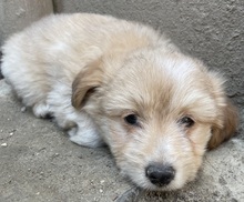 SAMMY, Hund, Mischlingshund in Belgien - Bild 2