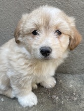 SAMMY, Hund, Mischlingshund in Belgien - Bild 6