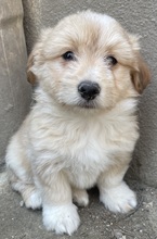 SAMMY, Hund, Mischlingshund in Belgien - Bild 7