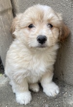 SAMMY, Hund, Mischlingshund in Belgien - Bild 8