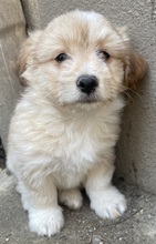 SAMMY, Hund, Mischlingshund in Belgien - Bild 9
