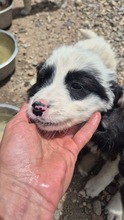 MAYLU, Hund, Mischlingshund in Bulgarien - Bild 1