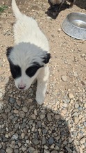 MAYLU, Hund, Mischlingshund in Bulgarien - Bild 2
