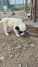 MAYLU, Hund, Mischlingshund in Bulgarien - Bild 5