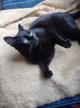 LUNA, Katze, Hauskatze in Geilenkirchen - Bild 1