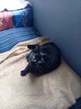LUNA, Katze, Hauskatze in Geilenkirchen - Bild 2