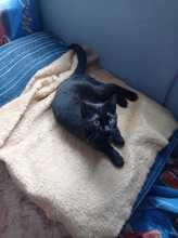 LUNA, Katze, Hauskatze in Geilenkirchen - Bild 3