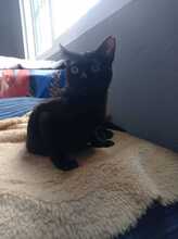 LUNA, Katze, Hauskatze in Geilenkirchen - Bild 5