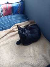 LUNA, Katze, Hauskatze in Geilenkirchen - Bild 6