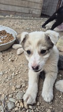 AKEEVA, Hund, Mischlingshund in Bulgarien - Bild 1