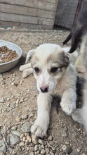AKEEVA, Hund, Mischlingshund in Bulgarien - Bild 2