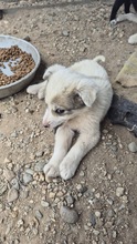 AKEEVA, Hund, Mischlingshund in Bulgarien - Bild 3