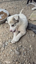 AKEEVA, Hund, Mischlingshund in Bulgarien - Bild 4