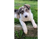 BRIENNE, Hund, Mischlingshund in Rastatt - Bild 1
