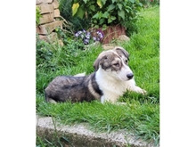BRIENNE, Hund, Mischlingshund in Rastatt - Bild 10