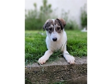 BRIENNE, Hund, Mischlingshund in Rastatt - Bild 2