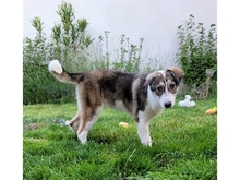 BRIENNE, Hund, Mischlingshund in Rastatt - Bild 3