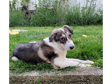 BRIENNE, Hund, Mischlingshund in Rastatt - Bild 4