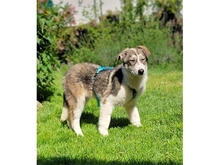 BRIENNE, Hund, Mischlingshund in Rastatt - Bild 5