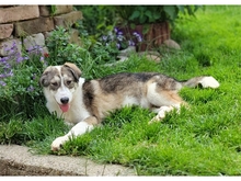 BRIENNE, Hund, Mischlingshund in Rastatt - Bild 6