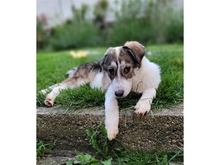 BRIENNE, Hund, Mischlingshund in Rastatt - Bild 7