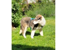 BRIENNE, Hund, Mischlingshund in Rastatt - Bild 9