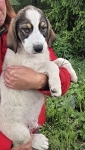 PEER, Hund, Mischlingshund in Bulgarien - Bild 1