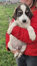 PEER, Hund, Mischlingshund in Bulgarien - Bild 2