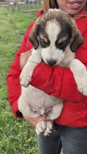 PEER, Hund, Mischlingshund in Bulgarien - Bild 3