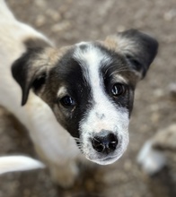 HEINER, Hund, Mischlingshund in Griechenland - Bild 1