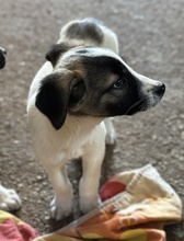HEINER, Hund, Mischlingshund in Griechenland - Bild 10