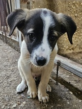 HEINER, Hund, Mischlingshund in Griechenland - Bild 11