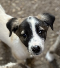 HEINER, Hund, Mischlingshund in Griechenland - Bild 2