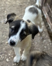 HEINER, Hund, Mischlingshund in Griechenland - Bild 4