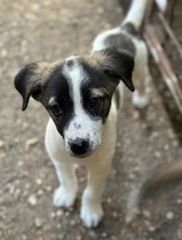 HEINER, Hund, Mischlingshund in Griechenland - Bild 5