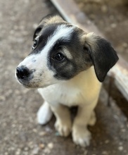 HEINER, Hund, Mischlingshund in Griechenland - Bild 6