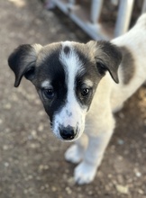 HEINER, Hund, Mischlingshund in Griechenland - Bild 7