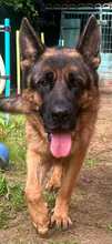 LOBA, Hund, Deutscher Schäferhund in Spanien - Bild 2